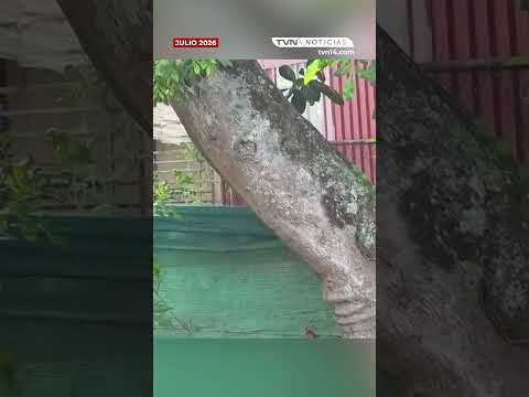 ADULTA MAYOR DE 75 AÑOS FUE ASESINADA DE VARIOS DISPAROS | TVN NOTICIAS