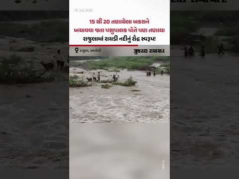 15 થી 20 તણાયેલા બકરાને બચાવવા જતા પશુપાલક પોતે પણ તણાયા, Rajulaમાં રાયડી નદીનું રૌદ્ર સ્વરૂપ! 15 થી 20 તણાયેલા બકરાને બચાવવા જતા પશુપાલક પોતે પણ તણાયા, Rajulaમાં રાયડી નદીનું રૌદ્ર સ્વરૂપ!