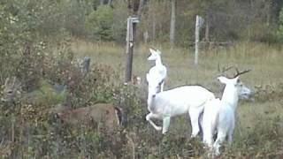 preview picture of video 'Boulder Junction, WI ~ Wild Albino Deer of Northern Wisconsin'
