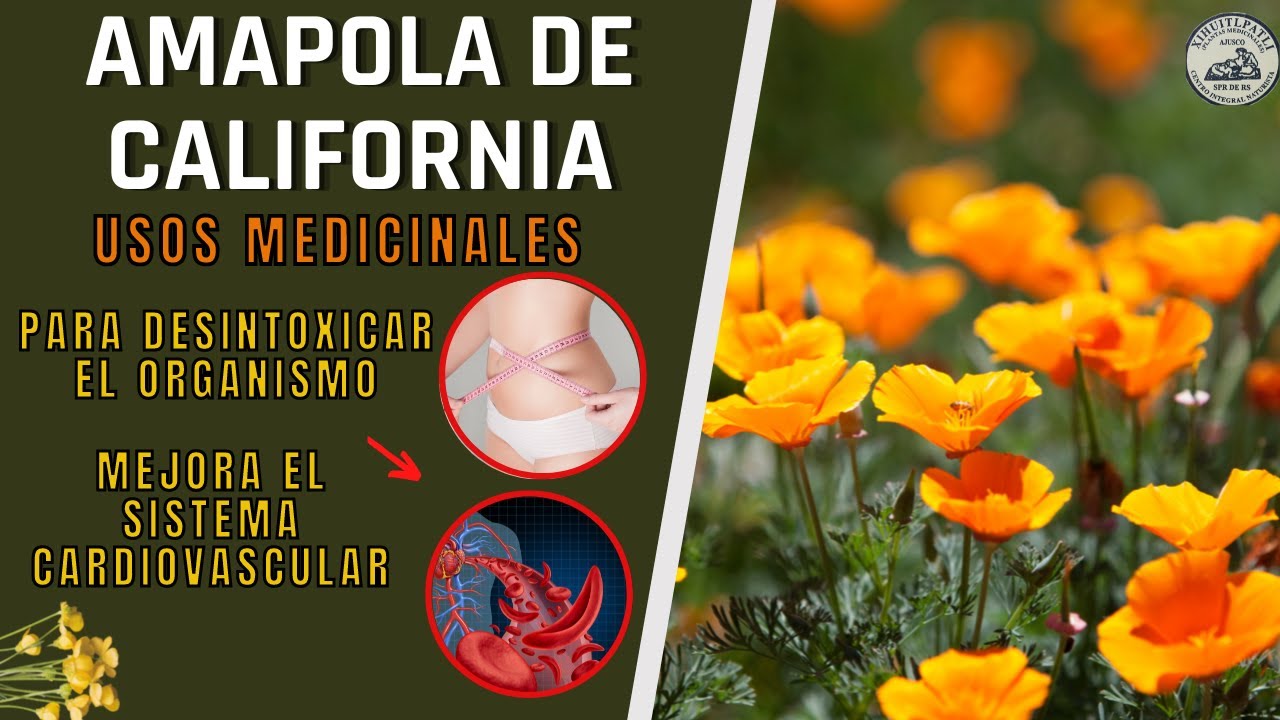 Amapola de california planta medicinal: Para qué sirve, usos y contraindicaciones