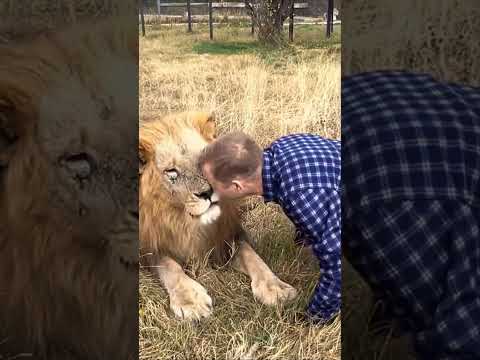 Их нельзя разлучать! #тайган #олегзубков #чук #трогательнаяистория #lion #shortvideo