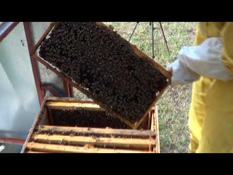 PČELARSTVO IVANČEVIĆ  -   UZIMLJAVANJE PČELINJIH DRUŠTAVA  SEPTEMBAR 2020