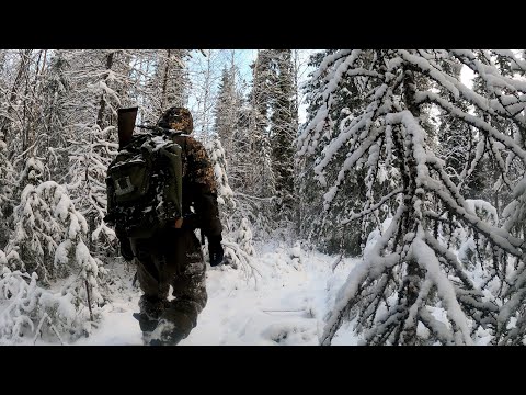 MARTIN TRAPPING. CAPERCAILLIE HUNTING. WILD NORTHERN WOODS