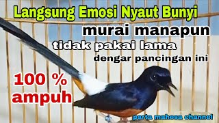 Download lagu Pancingan Menaikan Emosi Murai batu Agar Gacor Bongkar Isian mp3
