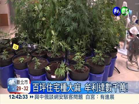 種大麻夜市賣 毒販牟利數千萬!