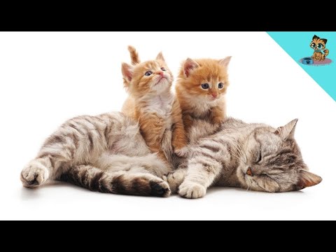 How To Recognize That Your Cat Is Pregnant!