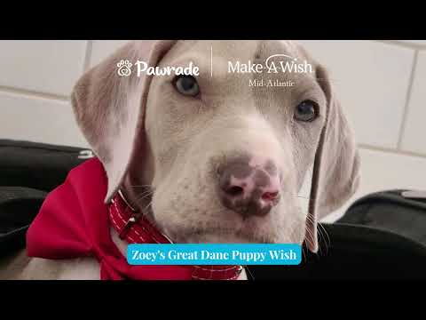 Zoey - Make-A-Wish
