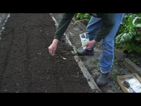 , title : 'How to Sow Carrot & Parsnip Seeds | Organic Edible Garden'