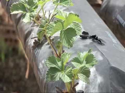 Fotograma del vídeo: Cultivo sin suelo