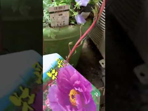 バルコニーまたはパティオ用のピンクの花