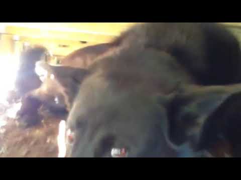 Dog gets stuck under porch