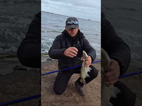 Hermoso pejerrey en Trenque Lauquen 🎣
