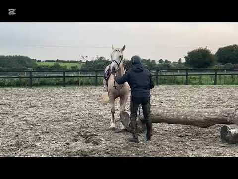 15.2 palomino mare - Image 2