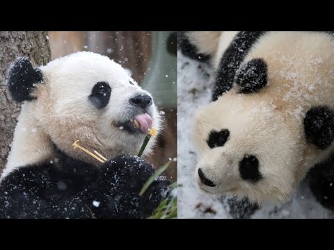 Snow Much Fun! Bao Li & Qing Bao Discover Winter ❄️🐼