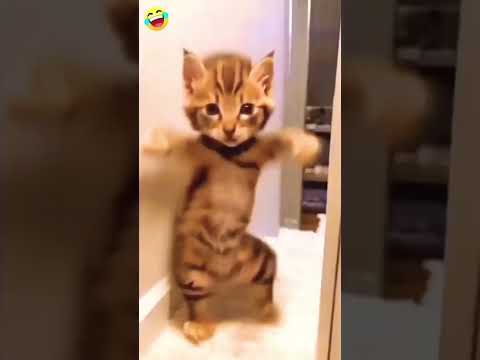 #funny #ajaypop #cat #comedy #duet #dance #funnycats #abcvlogs