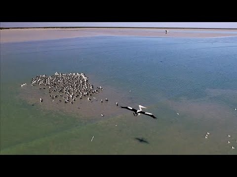 MABU BURU LIFESTYLE EPISODE 14 - HUGE FLOCK OF PELICAN while catching salmon in Roebuck Bay