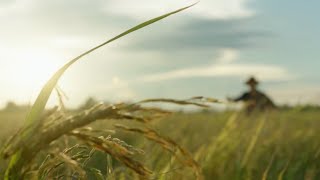 HealthyFood HealthyLife เศรษฐีบ้าๆมาทำนา