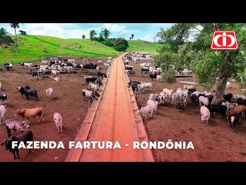 Da recria à terminação: tecnologia Matsuda potencializa resultados em Rondônia