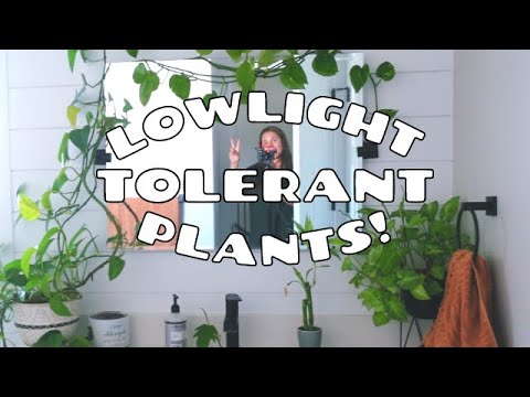 10 ACTUALLY Low Light Houseplants | Low Light Tolerant Indoor Plants!