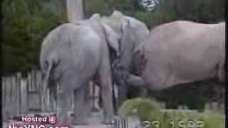 Elephants Have Friends Too Video