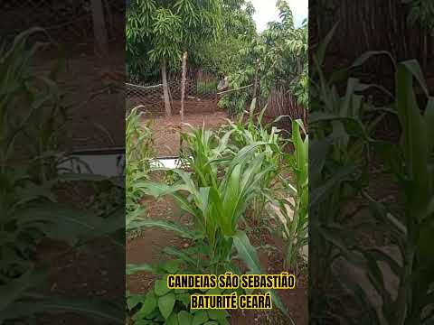 CANDEIAS SÃO SEBASTIÃO BATURITÉ CEARÁ