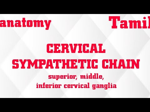 CERVICAL SYMPATHETIC CHAIN/SUPERIOR , MIDDLE, INFERIOR CERVICAL GANGLIA IN TAMIL/ FIBERS/ORGIN