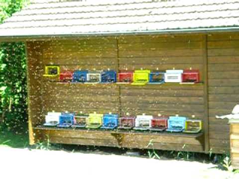 Cloud of honey bees from 20 hives in Switzerland
