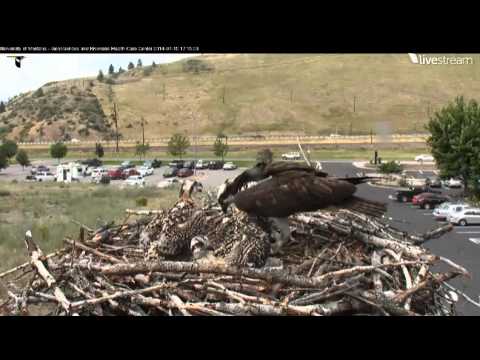 Hellgate Osprey 2014 Iris Returns to the nest