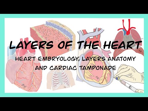 , title : 'LAYERS OF THE HEART I Pericard-Myocard-Endocard, Embriyology, and Cardiac Tamponade'