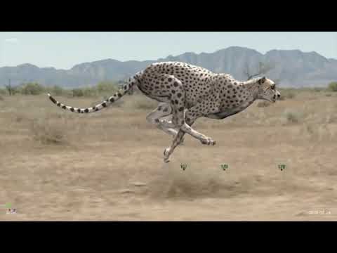 Cgi Vfx Breakdown: "woolworth Cheetah" - By Altvfx