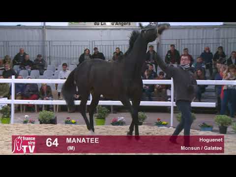 64 - Manatee - Monsun / Galatee - Haras du Hoguenet