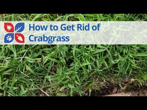  How to Get Rid of Crabgrass Video 