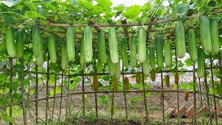 Growing cucumbers this way, I didn