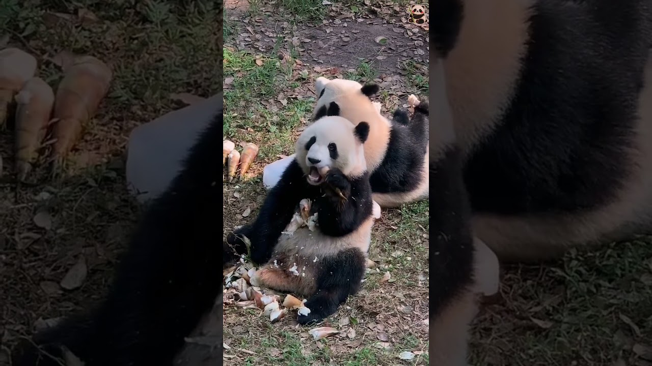 Timid panda.#panda #cute #funny #funnyvideo #foryou