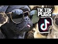 Pugs Pugs MORE PUGS Of Tik Tok Tons Of Cute Pugs