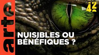 Espèces invasives : sont-elles si nocives ? | 42 - La réponse à presque tout | ARTE