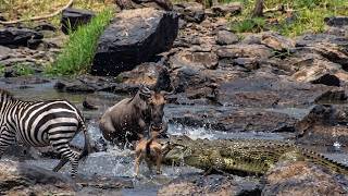 Crocodilo enorme pega filhote de gnu!!!