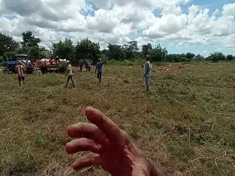 HISTORIAS CAMPESINAS VALENCIA MUNICIPIO DE SINCE, SUCRE,COLOMBIA