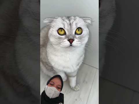 Maafin kaka ya dek #cat #cats #shorts