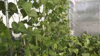 Two bars trellis for climbing vegetables: simple, flexible and cheap (两杆子蔬菜架子)