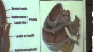 5) Dr.Hossam 07-04-2015 [ Posterior relations of rectum, Blood supply and Urinary bladder ]