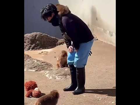 Okay lets play a game You guys cannot get away From Your Punchi Kun. #viral #monkey