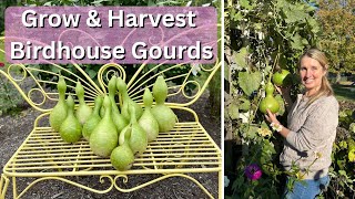 Growing &amp; Harvesting Birdhouse Gourds is EASIER Than You Think!