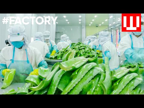 , title : 'How To Make Natural Cosmetics | Organic Cosmetic Factory Tour'