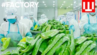 How To Make Natural Cosmetics | Organic Cosmetic Factory Tour