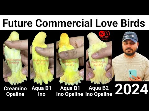 Future Commercial Love bird 2024 | Aqua ino | Aqua ino Opaline | Aqua B1 | Aqua B2 | Welcome Aviary