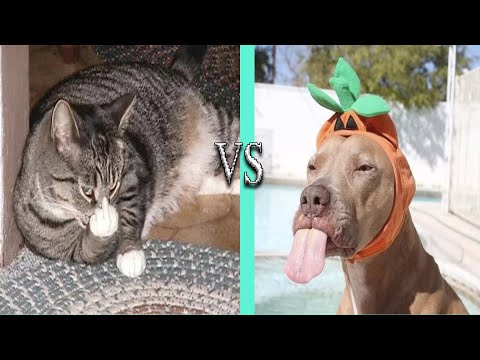 Angry Cats vs Dogs Funny Compilation | Tiktok Compilation
