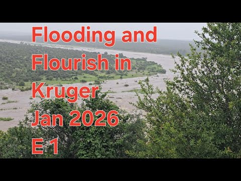 Flooding and Flourish in Kruger