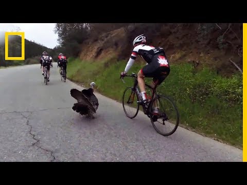 Les dindons contre-attaquent