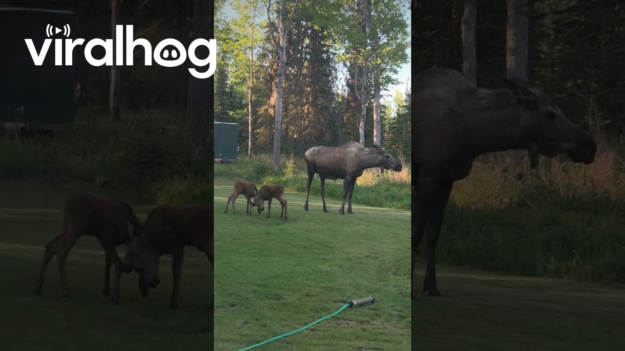 Moose Calves Play With Backyard Sprinklers || ViralHog